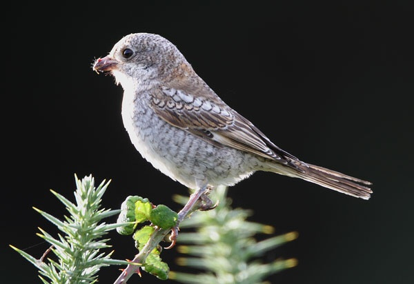 Woodchat Shrike