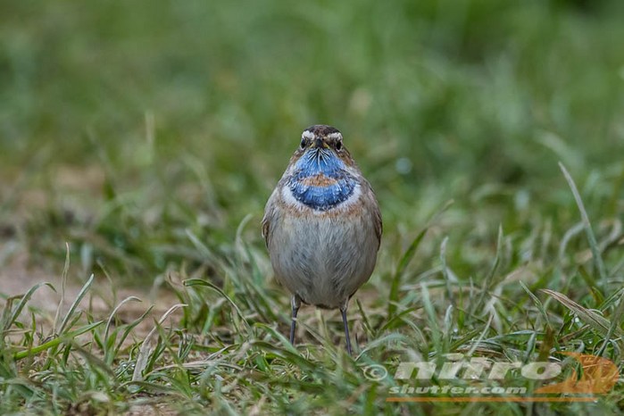 Bluethroat
