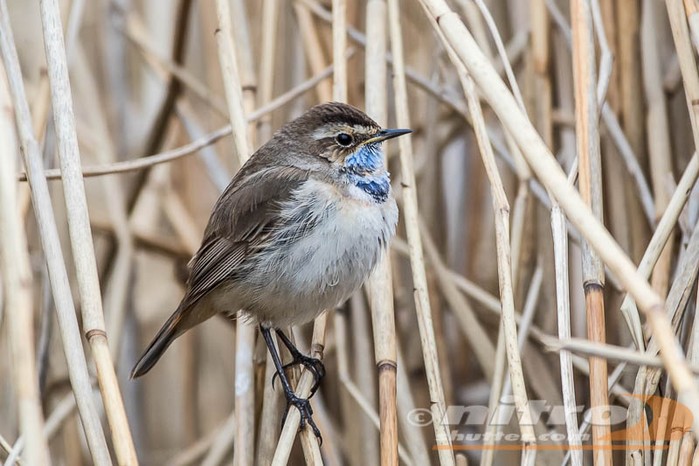 Bluethroat