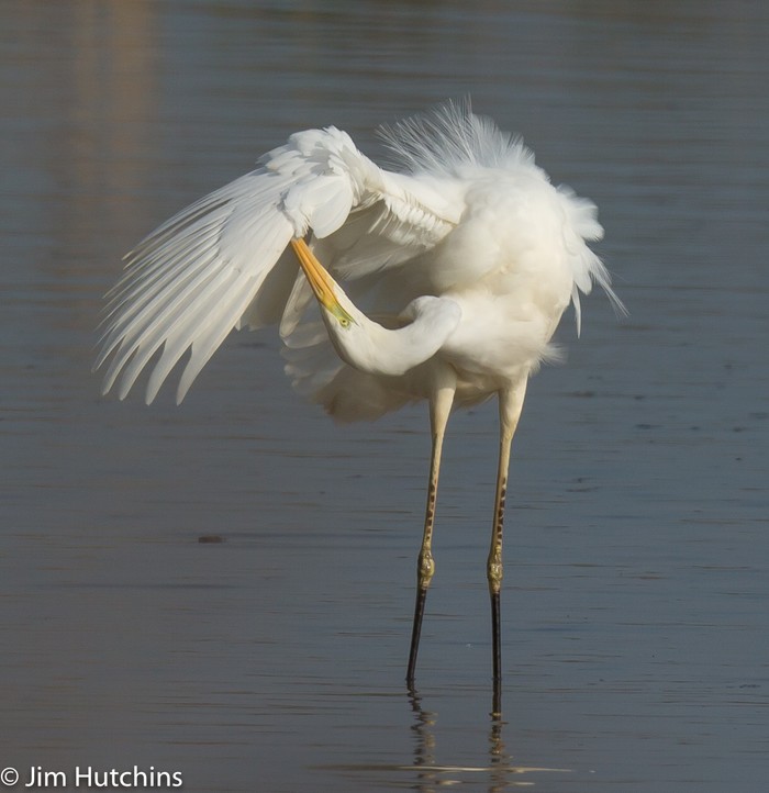 Great White Egret