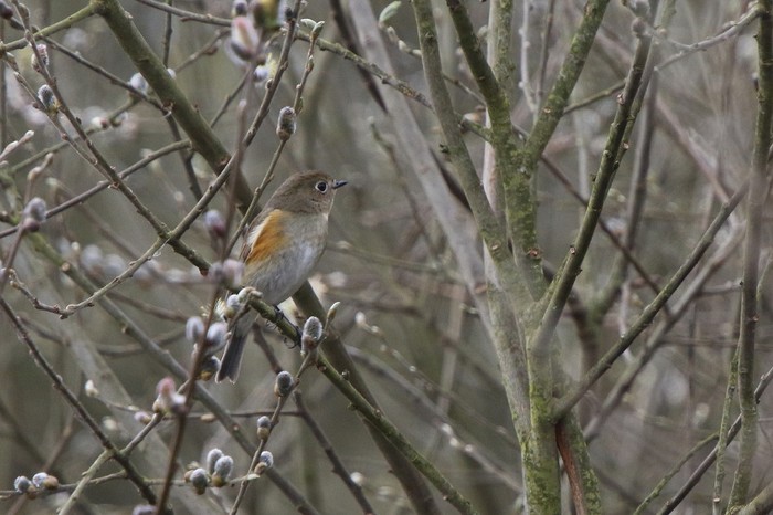Red-flanked Bluetail