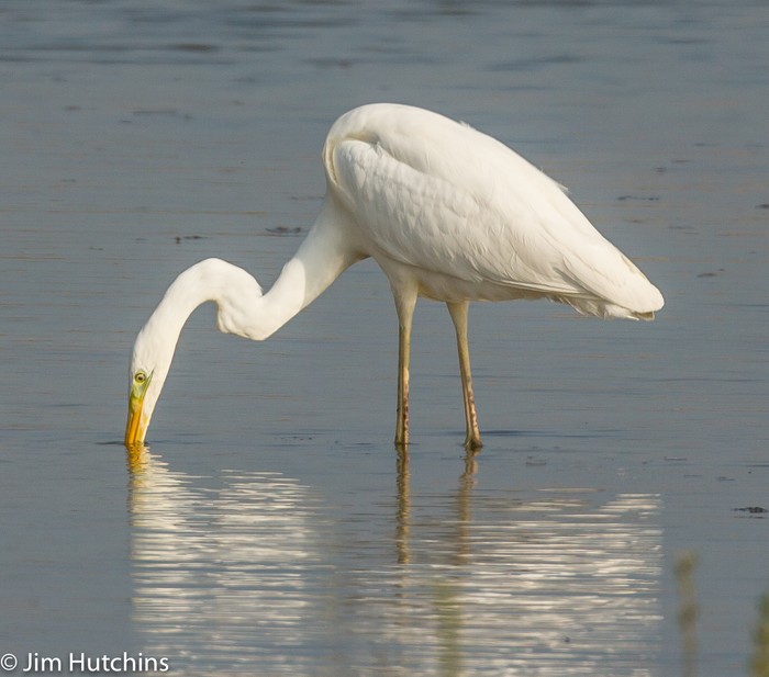 Great White Egret