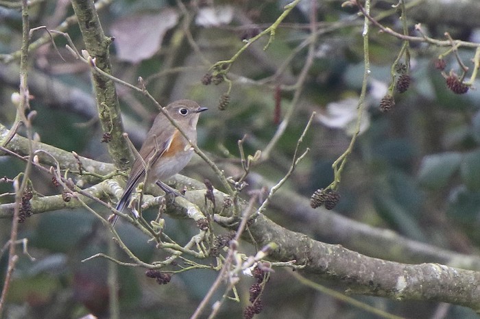 Red-flanked Bluetail