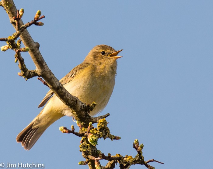 Chiffchaff