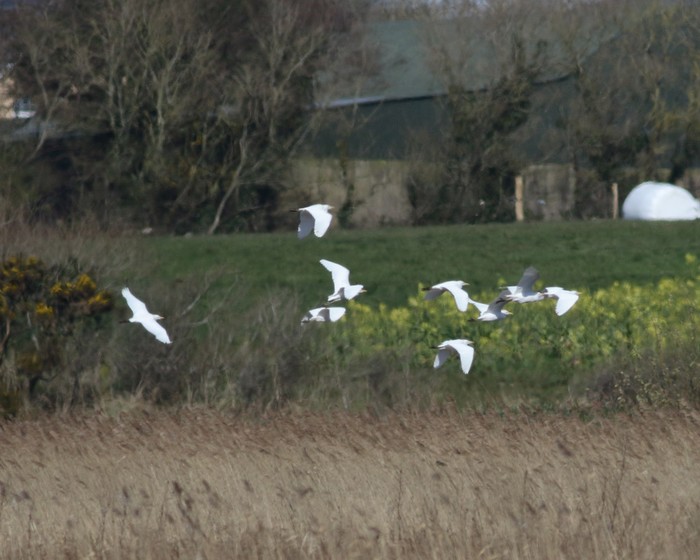 Cattle Egret