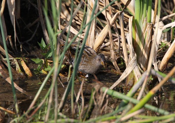 Spotted Crake