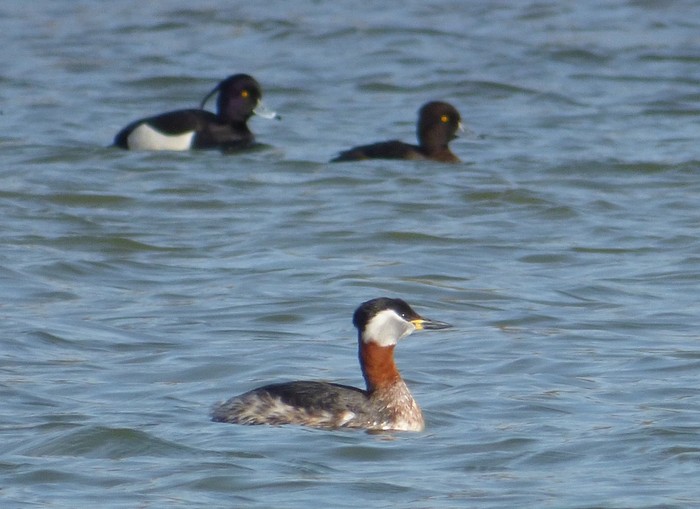 Red-necked Grebe