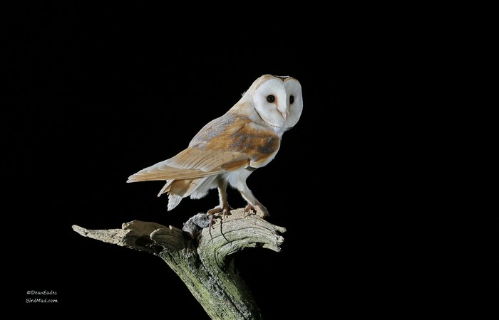 Barn Owl