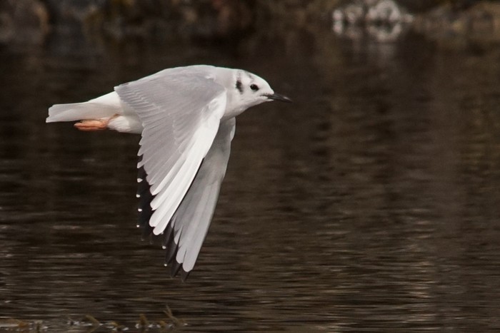 Bonaparte's Gull
