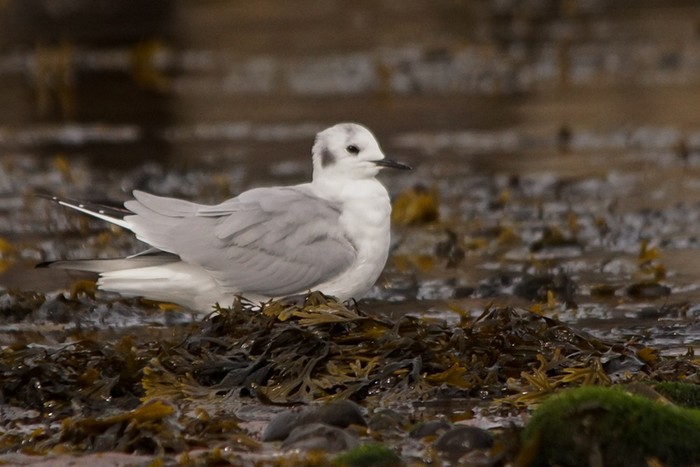 Bonaparte's Gull