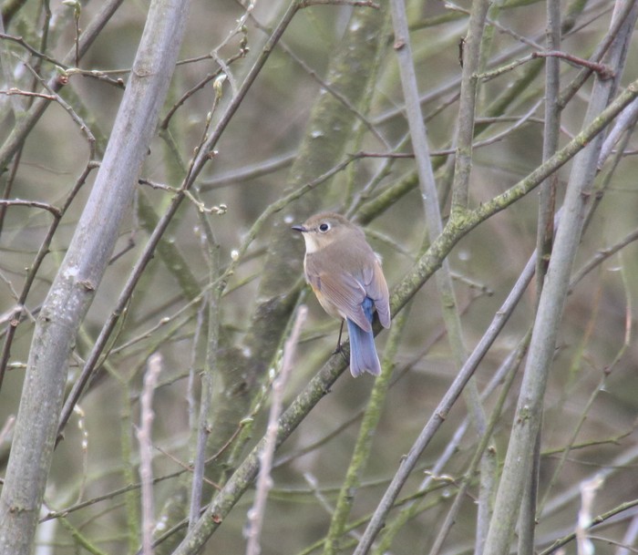 Red-flanked Bluetail