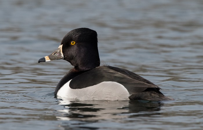 Ring-necked Duck