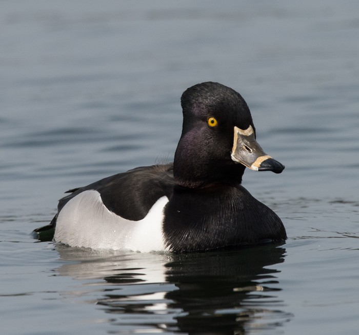 Ring-necked Duck