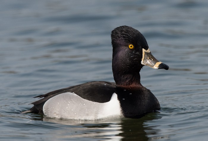 Ring-necked Duck