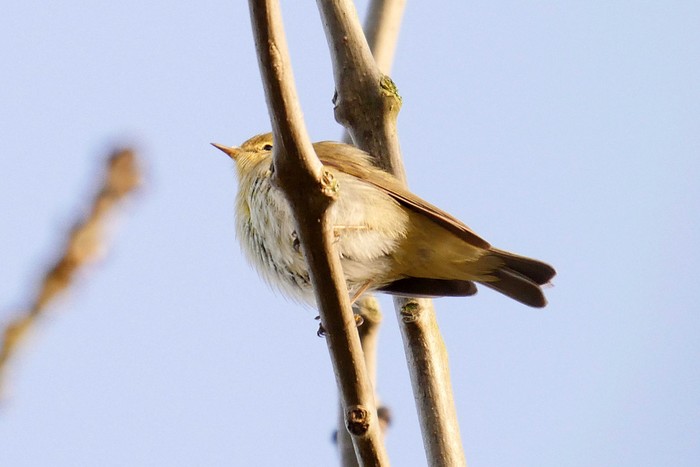 Iberian Chiffchaff