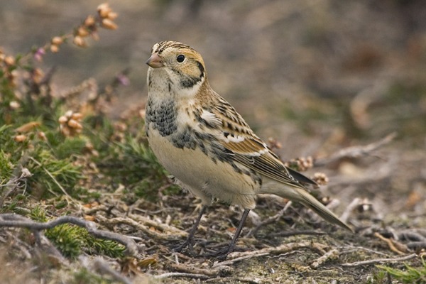 Lapland Bunting