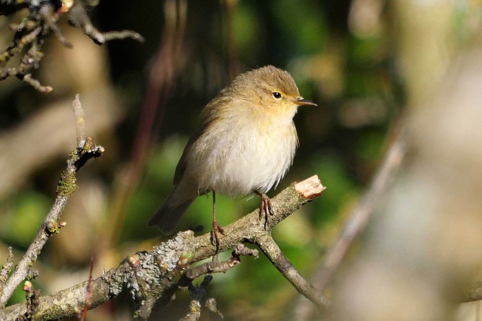 Iberian Chiffchaff