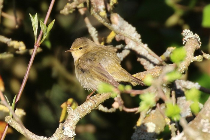 Iberian Chiffchaff