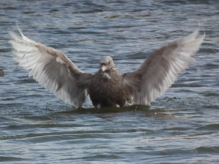 Glaucous Gull