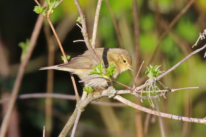 Iberian Chiffchaff