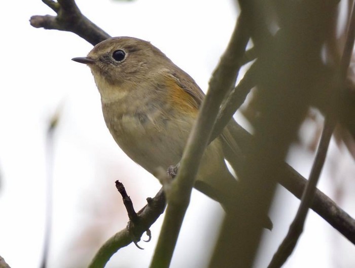 Red-flanked Bluetail