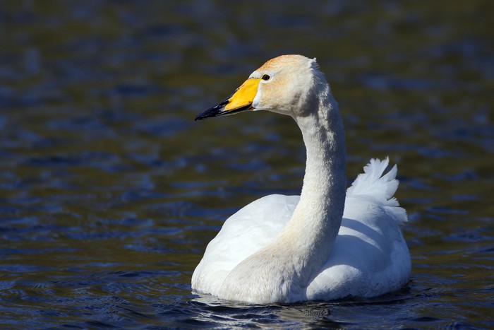 Whooper Swan