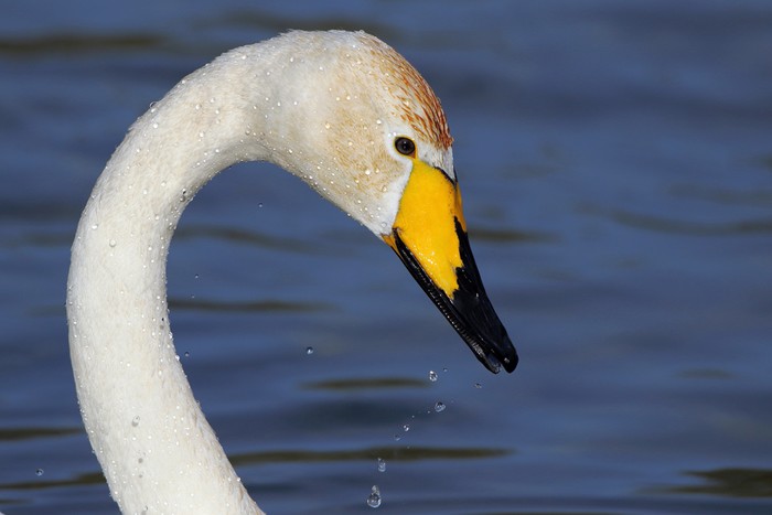 Whooper Swan