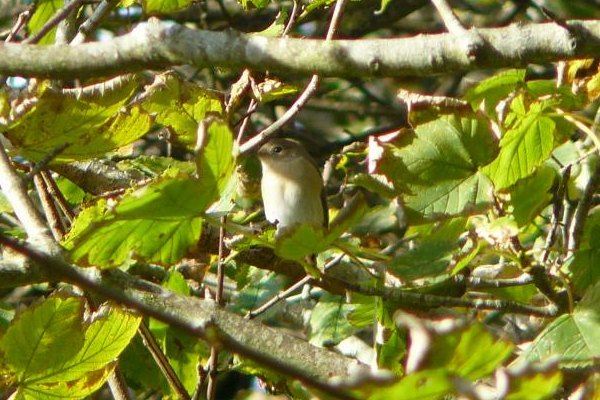Red-breasted Flycatcher