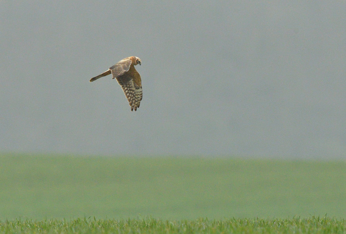 Pallid Harrier
