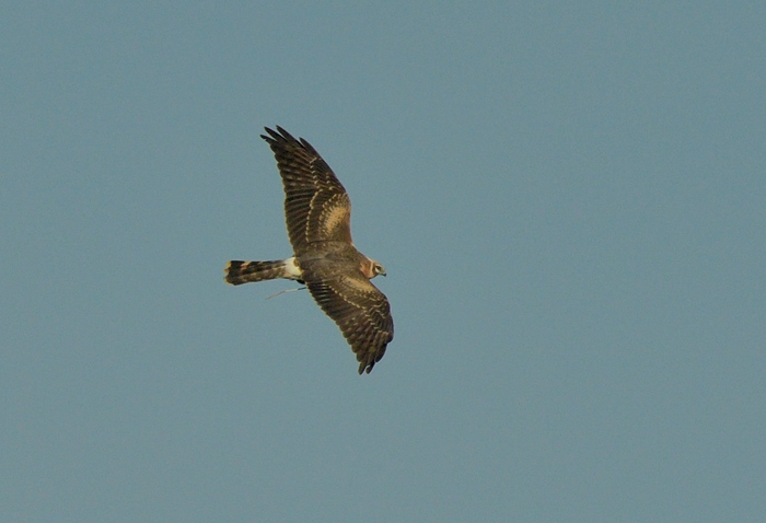 Pallid Harrier