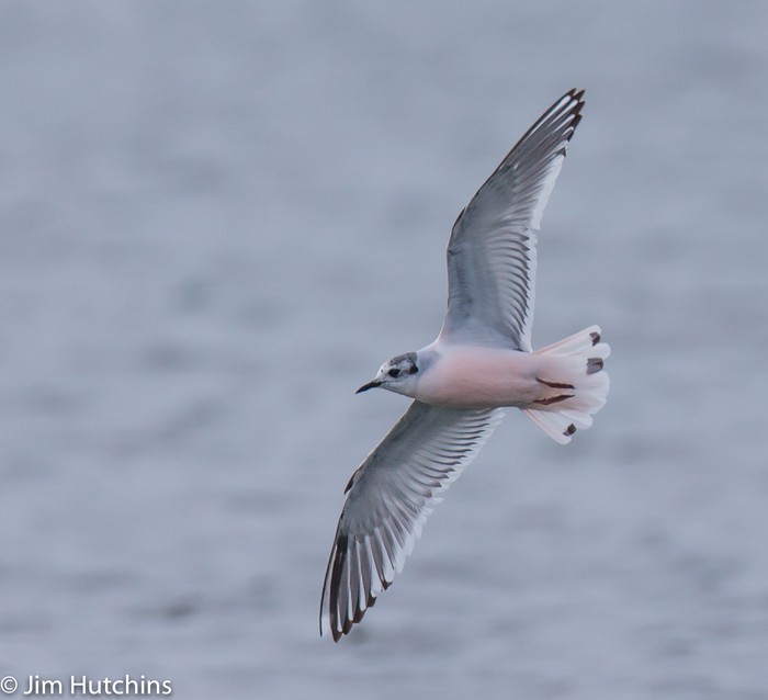Little Gull