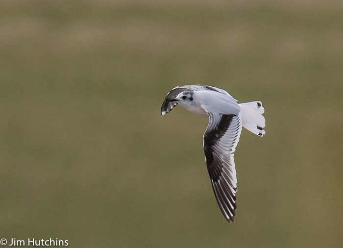 Little Gull