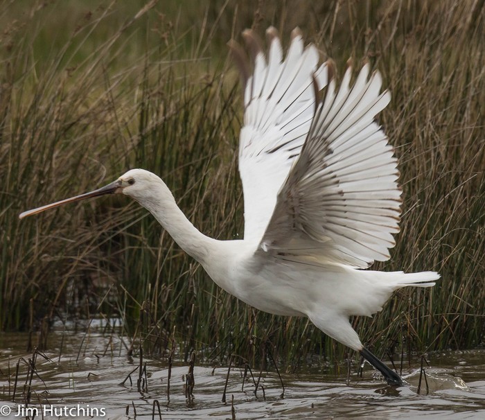 Spoonbill