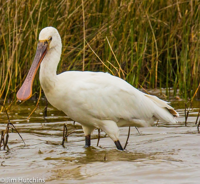Spoonbill