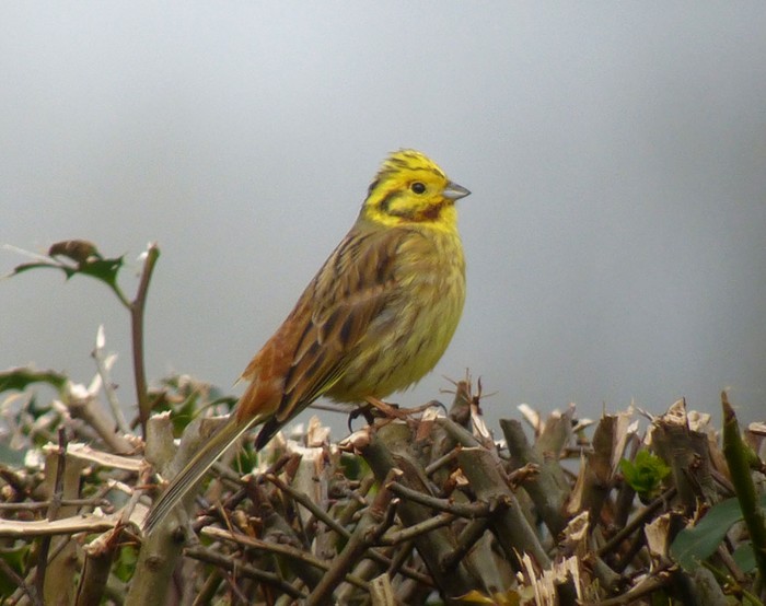 Yellowhammer