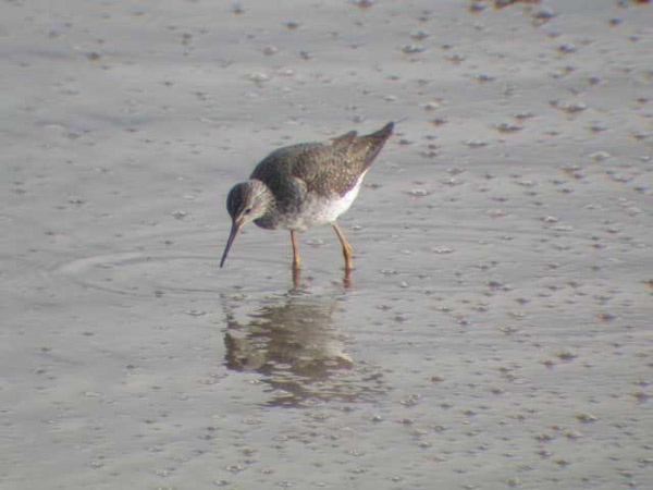 Lesser Yellowlegs