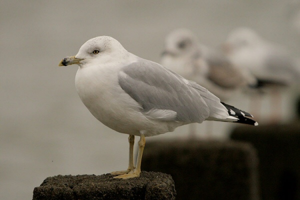 Ring-billed Gull
