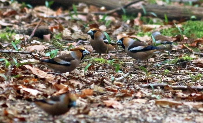 Hawfinch