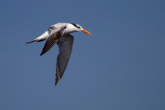 American Royal Tern