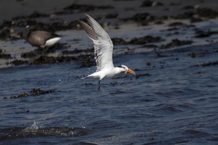 American Royal Tern
