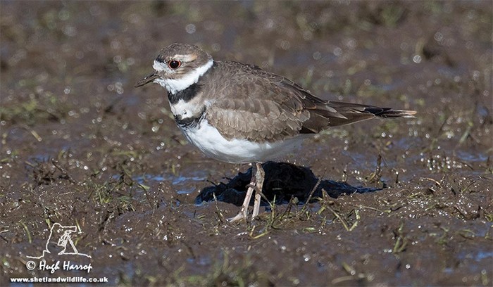 Killdeer