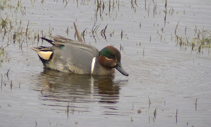 Green-winged Teal