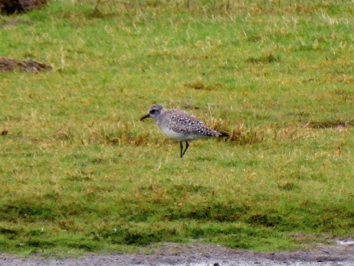 Grey Plover
