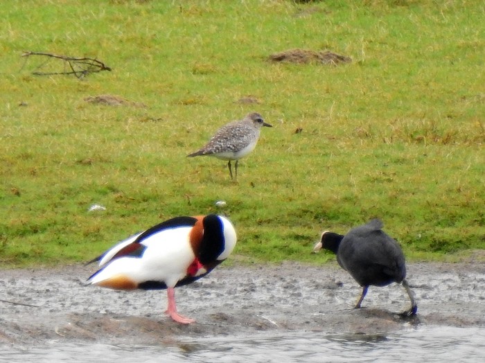 Grey Plover