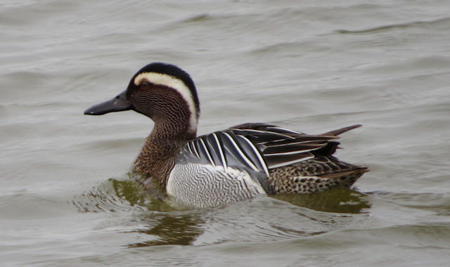 Garganey
