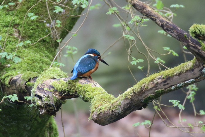 Kingfisher