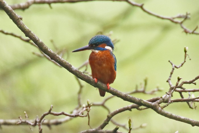 Kingfisher