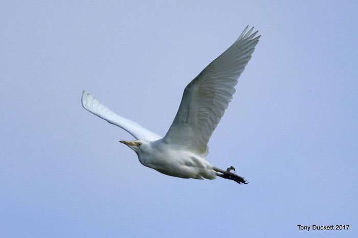 Cattle Egret