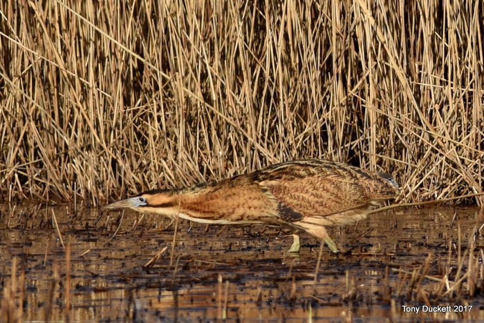 Bittern