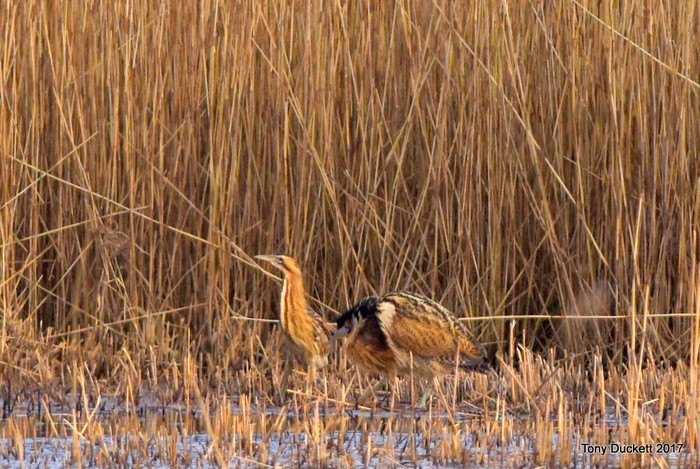 Bittern